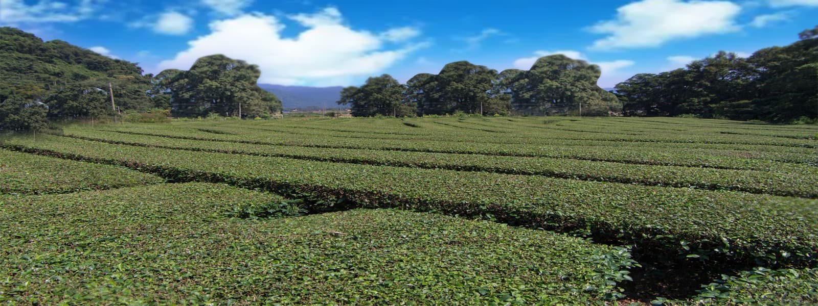 茶园一角