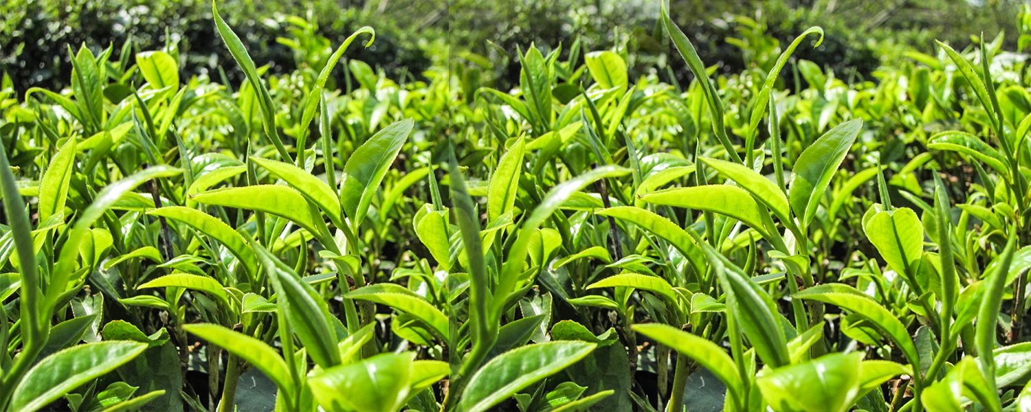 茶园一角