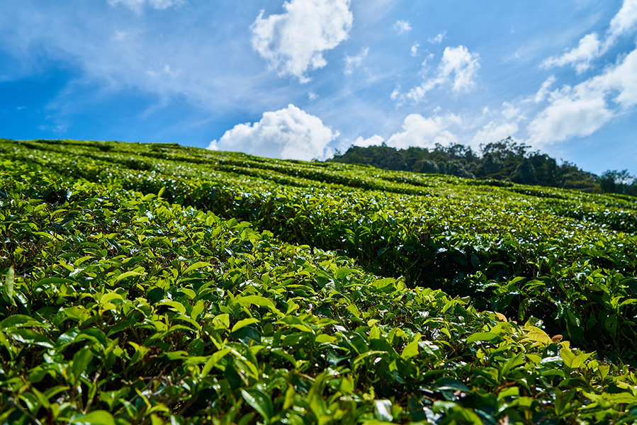 山坡上的六堡茶